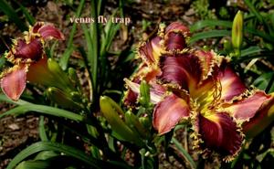 Venus Flytrap (Gossard, 2007)